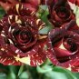 20 PCS Seeds Gannan Yellow Red Rose Shrub Flower
