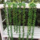 100 PCS Seeds Gardem Beads Senecio Rowleyanus Bonsai Pearl Chlorophytum Succulent Plants