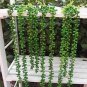 100 PCS Seeds Gardem Beads Senecio Rowleyanus Bonsai Pearl Chlorophytum Succulent Plants