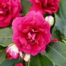 20 PCS Seeds Garden Balsam Red Impatiens Perennial Flower