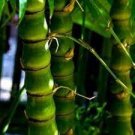 50 PCS Seeds Garden Bambusa Ventricosa Bamboo 50 PCS Seeds Garden Bambusa Ventricosa Bamboo