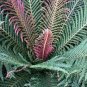 100 PCS Seeds Garden Edible Fern Bonsai Rare Creeper Vines Grass Mixed Foliage Plants