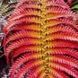 100 PCS Seeds Garden Edible Fern Bonsai Rare Creeper Vines Grass Mixed Foliage Plants