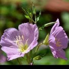 100 PCS Seeds Garden Evening Primrose Seeds Mixed Yellow Pink Flowers
