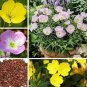 100 PCS Seeds Garden Evening Primrose Seeds Mixed Yellow Pink Flowers