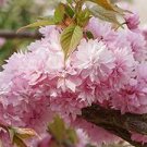 50 PCS Seeds Garden Flower Bonsai Kerria Japonica Sophora Japonica Flowering Tree Bonsai Flowers 50 PCS Seeds Garden Flower Bonsai Kerria Japonica Sophora Japonica Flowering Tree Bonsai Flowers