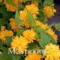 50 PCS Seeds Garden Flower Bonsai Kerria Japonica Sophora Japonica Flowering Tree Bonsai Flowers