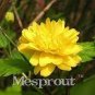 50 PCS Seeds Garden Flower Bonsai Kerria Japonica Sophora Japonica Flowering Tree Bonsai Flowers