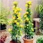 50 PCS Seeds Garden Flower Bonsai Kerria Japonica Sophora Japonica Flowering Tree Bonsai Flowers