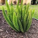 100 PCS Seeds Garden Foxtail Fern