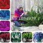 100 PCS Seeds Garden Foxtail Fern