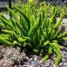 100 PCS Seeds Garden Foxtail Fern Bonsai 100 PCS Seeds Garden Foxtail Fern Bonsai