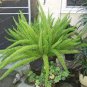 100 PCS Seeds Garden Foxtail Fern Bonsai