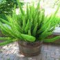 100 PCS Seeds Garden Foxtail Fern Bonsai