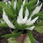100 PCS Seeds Garden Foxtail Fern Bonsai