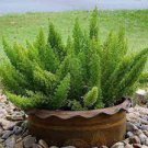 100 PCS Seeds Garden Foxtail Fern Seeds Dark Green White Colors