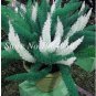 100 PCS Seeds Garden Foxtail Fern Seeds Dark Green White Colors