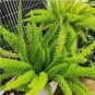 100 PCS Seeds Garden Foxtail Fern Bonsai