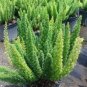 100 PCS Seeds Garden Foxtail Fern Bonsai