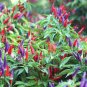 50 PCS Seeds Garden Ornamental Hot Pepper