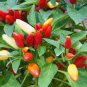 50 PCS Seeds Garden Ornamental Hot Pepper