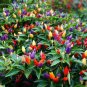 50 PCS Seeds Garden Ornamental Hot Pepper