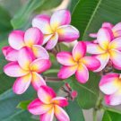 100 PCS Seeds Garden Plumeria 100 PCS Seeds Garden Plumeria
