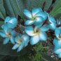 100 PCS Seeds Garden Plumeria