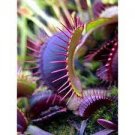 300 PCS Seeds Garden Potted Flytrap Seeds Dionaea Muscipula 300 PCS Seeds Garden Potted Flytrap Seeds Dionaea Muscipula