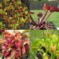 300 PCS Seeds Garden Potted Flytrap Seeds Dionaea Muscipula