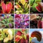 300 PCS Seeds Garden Potted Flytrap Seeds Dionaea Muscipula