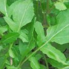 120 PCS Seeds Garden Rocket Eruca Herbs Vegetable 120 PCS Seeds Garden Rocket Eruca Herbs Vegetable