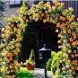 100 PCS Seeds Garden Rose Seeds Big Double Flowers Climbing Plants