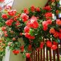 100 PCS Seeds Garden Rose Seeds Big Double Flowers Climbing Plants