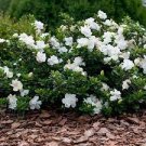 2 PCS Seeds Gardenia Bonsai (Cape Jasmine) Amazing Smell & Beautiful Flowers 2 PCS Seeds Gardenia Bonsai (Cape Jasmine) Amazing Smell & Beautiful Flowers