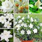 2 PCS Seeds Gardenia Bonsai (Cape Jasmine) Amazing Smell & Beautiful Flowers