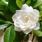 20 PCS Seeds Gardenia Cape Jasmine White Flowers Bonsai