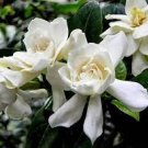 28 PCS Seeds Gardenia Jasminoides Cape Jasmine Heirloom 28 PCS Seeds Gardenia Jasminoides Cape Jasmine Heirloom