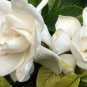28 PCS Seeds Gardenia Jasminoides Cape Jasmine Heirloom