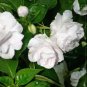 28 PCS Seeds Gardenia Jasminoides Cape Jasmine Heirloom