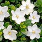28 PCS Seeds Gardenia Jasminoides Cape Jasmine Heirloom
