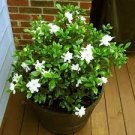 100 PCS Seeds Gardenia Plant (Cape Jasmine) Home Garden Potted Bonsai 100 PCS Seeds Gardenia Plant (Cape Jasmine) Home Garden Potted Bonsai