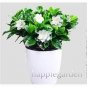 100 PCS Seeds Gardenia Plant (Cape Jasmine) Home Garden Potted Bonsai