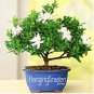 100 PCS Seeds Gardenia Plant (Cape Jasmine) Home Garden Potted Bonsai