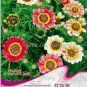 30 PCS Seeds Garland Chrysanthemum