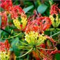 50 PCS Seeds Garland Flame Lilium brownii Flower Balcony