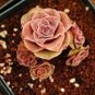 10 PCS Seeds Gaurea El Hierro