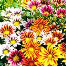 100 PCS Seeds Gazania Bonsai Multicolor Mixed Plant Beautiful Gazania Flower Garden 100 PCS Seeds Gazania Bonsai Multicolor Mixed Plant Beautiful Gazania Flower Garden
