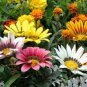 30 PCS Seeds Gazania Mixed 9 Types of Treasure Flower