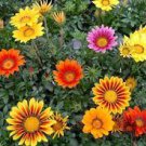 20 PCS Seeds Gazania Potted Bonsai, Gazania Flower Bonsai, Variety Complete